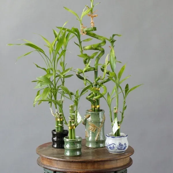 Cây phát tài xoắn độc đáo
