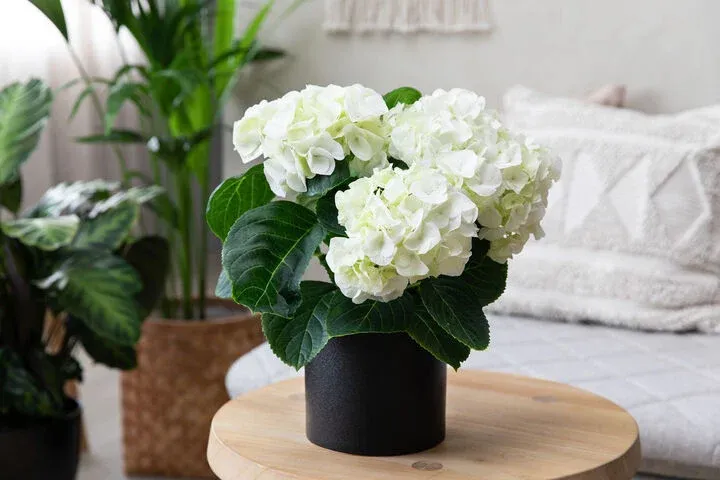 Bình hoa cẩm tú cầu trắng giúp không gian thêm thanh lịch