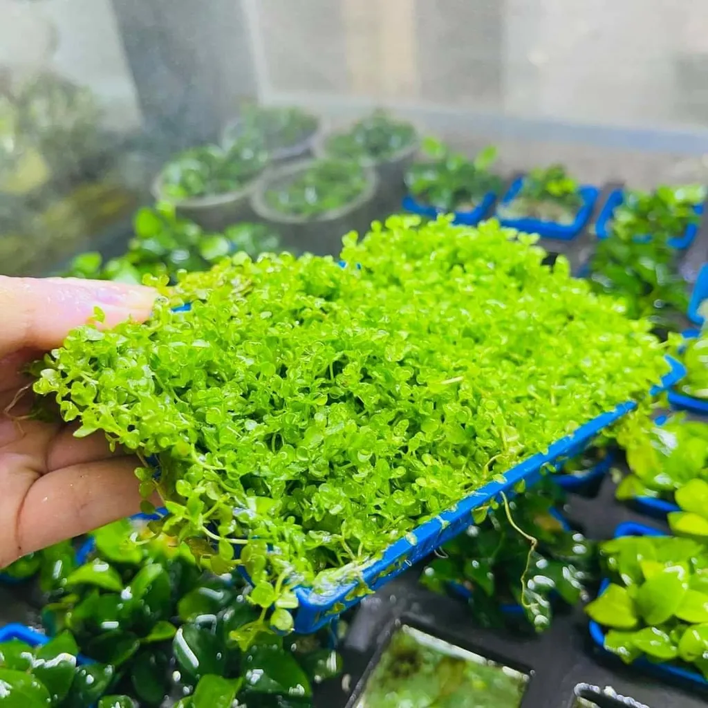 Cây thủy sinh tiền cảnh tạo thảm xanh mướt cho hồ thủy sinh