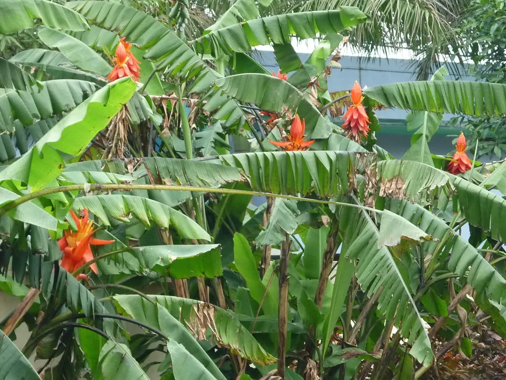 Cây chuối rừng với hoa đỏ bắt mắt