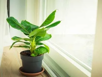 Cây chuối cảnh lùn dùng để trang trí nội thất