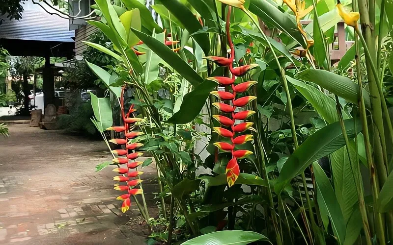Cây chuối cảnh: Đặc điểm, ý nghĩa, cách trồng và chăm sóc