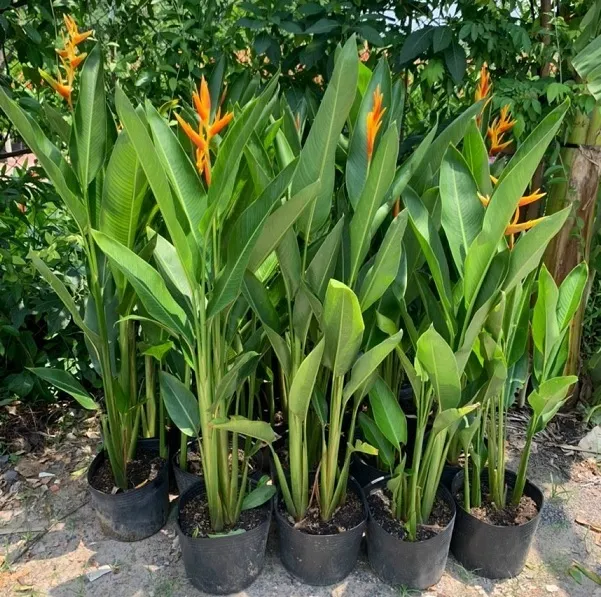 Cây chuối cảnh mỏ két
