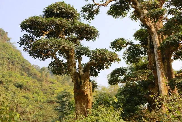 Cây duối rừng có kích thước lớn