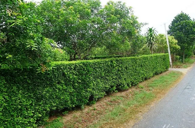 Cây duối gai thường được trồng làm hàng rào