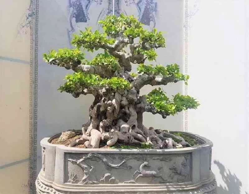 Cây duối bonsai với dáng uốn nghệ thuật