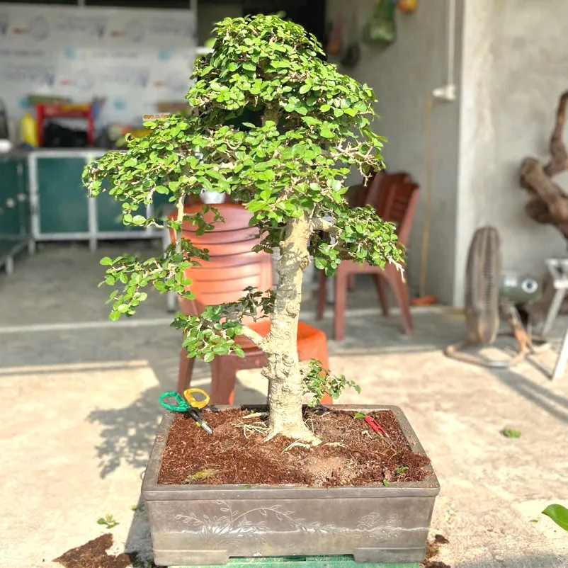 Cây duối bonsai dáng văn nhân