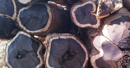 Có nhiều cách để nhận biết gỗ mun thật, như màu sắc, trọng lượng,...