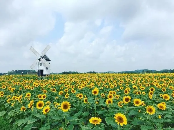 Hoa hướng dương là nguồn cảm hứng bất tận trong nghệ thuật hay nhiếp ảnh