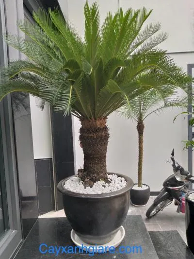 Cây vạn tuế đặt ở lối vào
