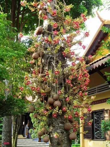Cây sala mang ý nghĩa sâu sắc trong Phật giáo