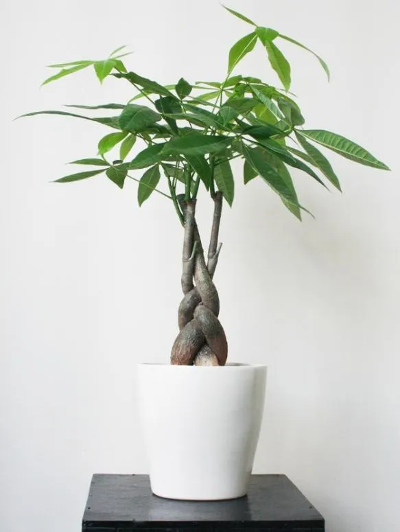 Cây kim ngân xoắn là loại cây kim ngân phổ biến nhất