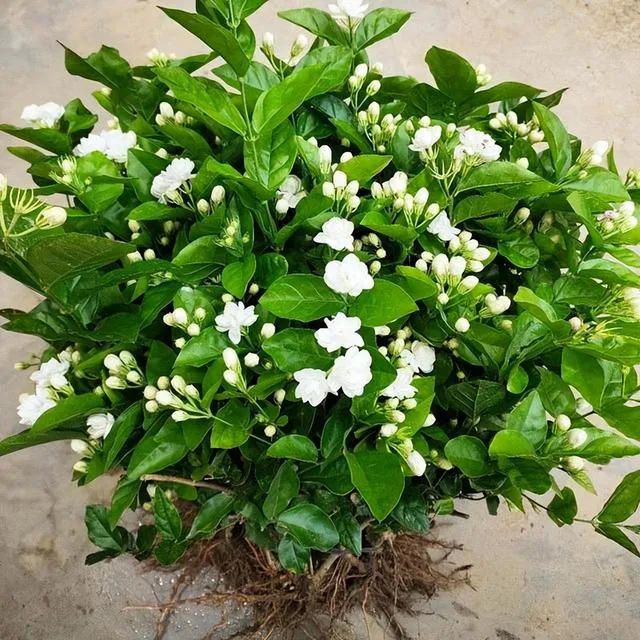 Hoa nhài có thể sử dụng để trang trí nhà cửa