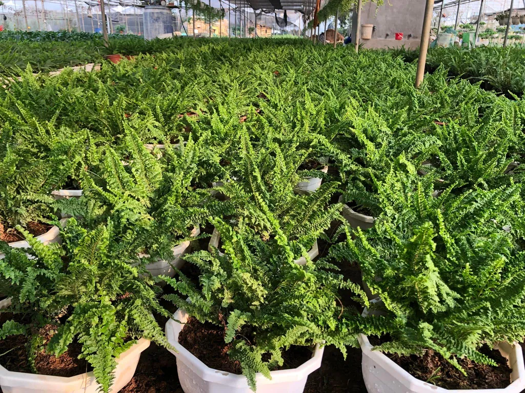 Chậu cây dương xỉ lá me
