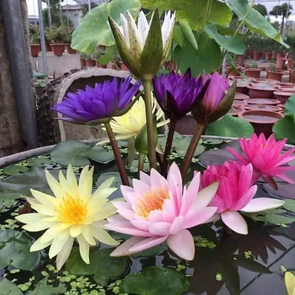 Hoa súng và hoa sen có nhiều điểm khác biệt