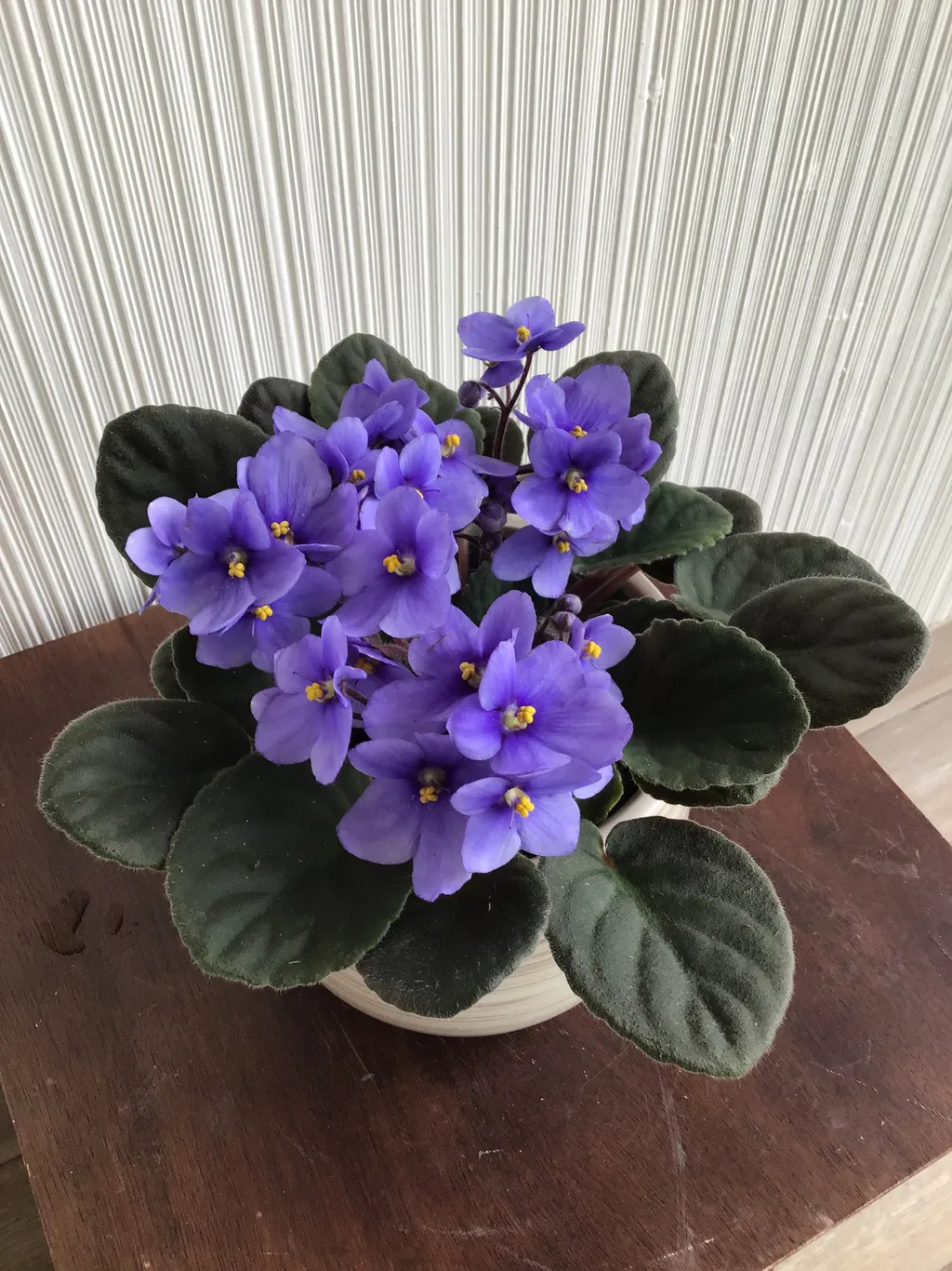 Chậu hoa Violet Châu Phi trồng trong nhà ít nắng
