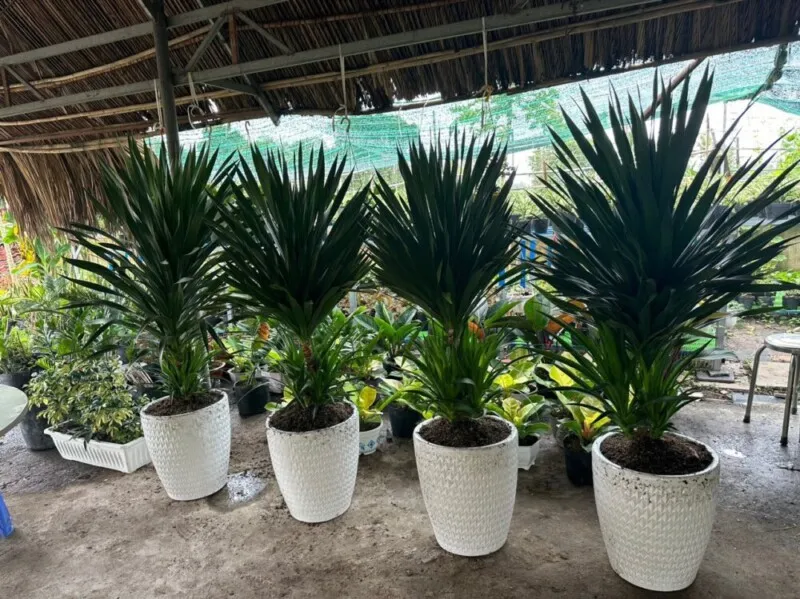 Chọn chậu phù hợp với kích thước bộ rễ để trồng cây phát tài núi