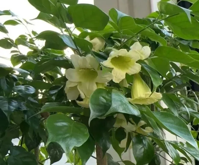 Chăm sóc đúng cách để cây hạnh phúc ra hoa