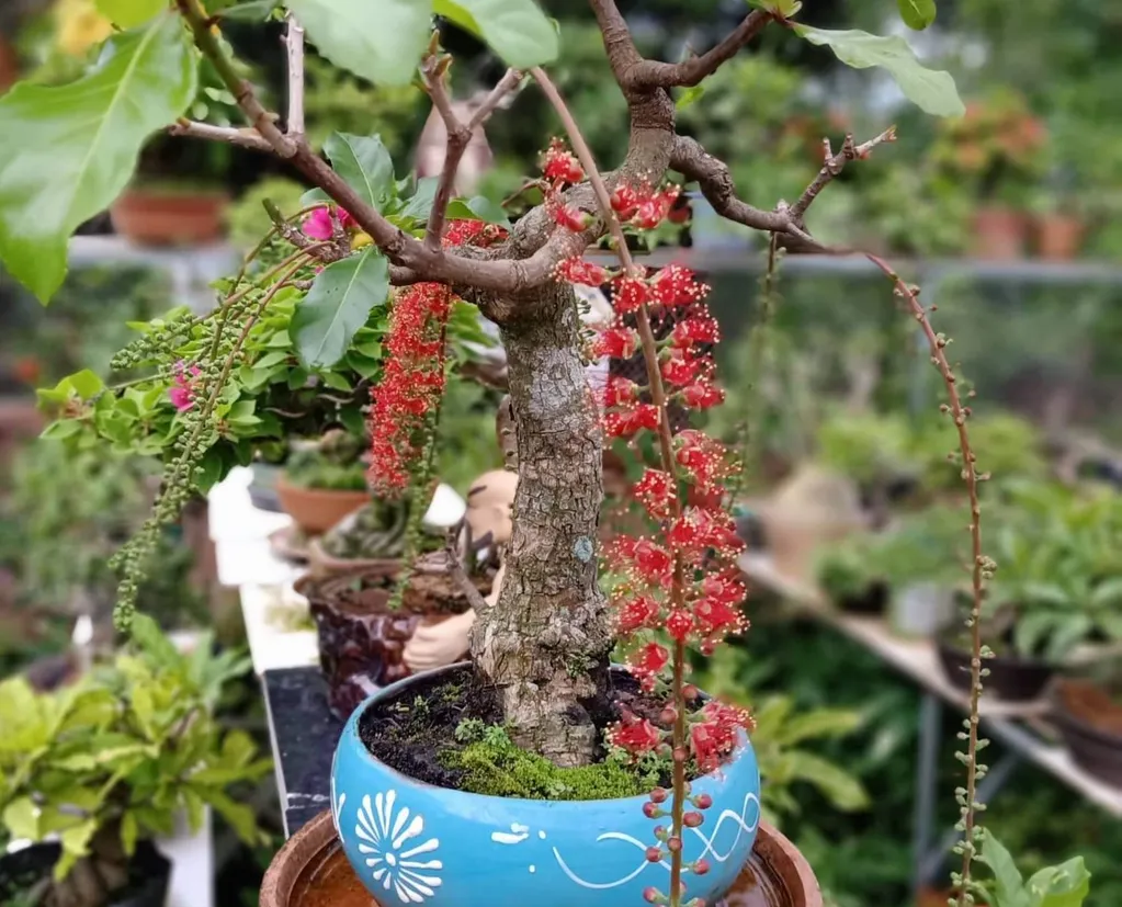 Chậu cây lộc vừng bonsai dáng trực
