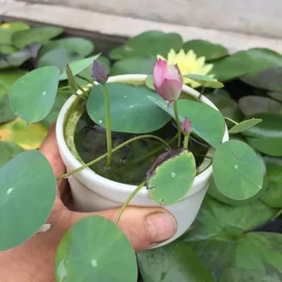 Chậu sen thủy sinh mini an yên, trang trí bàn làm việc