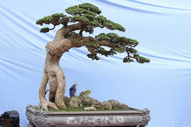 Chăm sóc cây duối bonsai đúng cách để duy trì vẻ đẹp