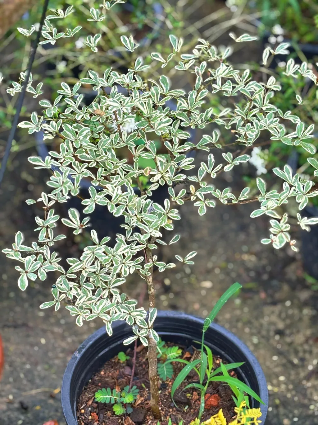 Cây bàng Đài Loan bonsai nhỏ cần được chú ý chăm sóc và cắt tỉa đúng cách