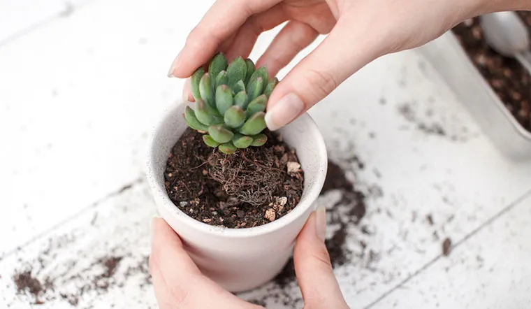 Xử lý cây sen đá khi mới mua về