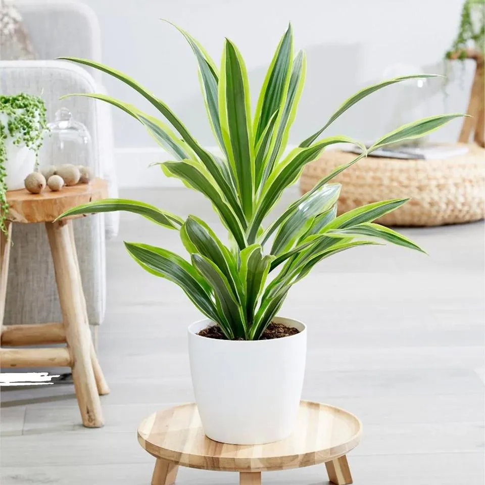 Cây cảnh trong nhà phù hợp với phòng khách