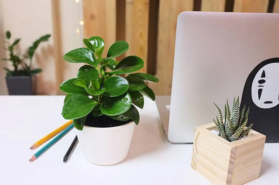 Cây cảnh mini phù hợp để bàn làm việc