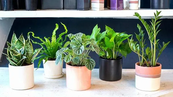 Cây hồng môn mang đến nét rực rỡ cho không gian nội thất