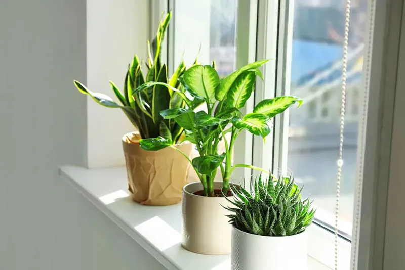 Cây trường sinh thích hợp để bàn hoặc bệ cửa sổ