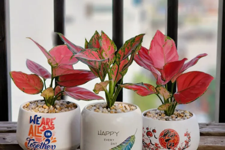 Cây vạn tuế trang trí trong nhà