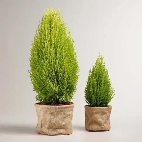 Cây tùng thơm rất được ưa chuộng vào dịp Noel