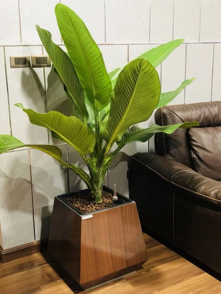 Cây đại phú gia thích hợp cho phòng khách