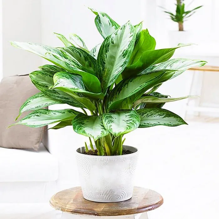 Cây bạch mã hoàng tử thường dùng để trang trí phòng khách