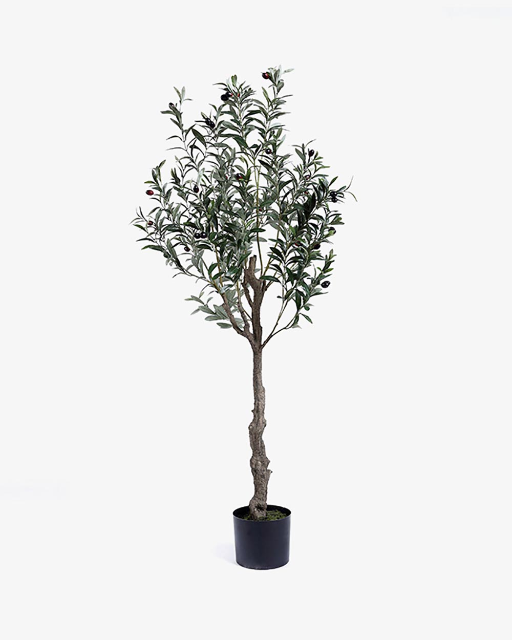 Cây Oliu Giả Kiểu 4