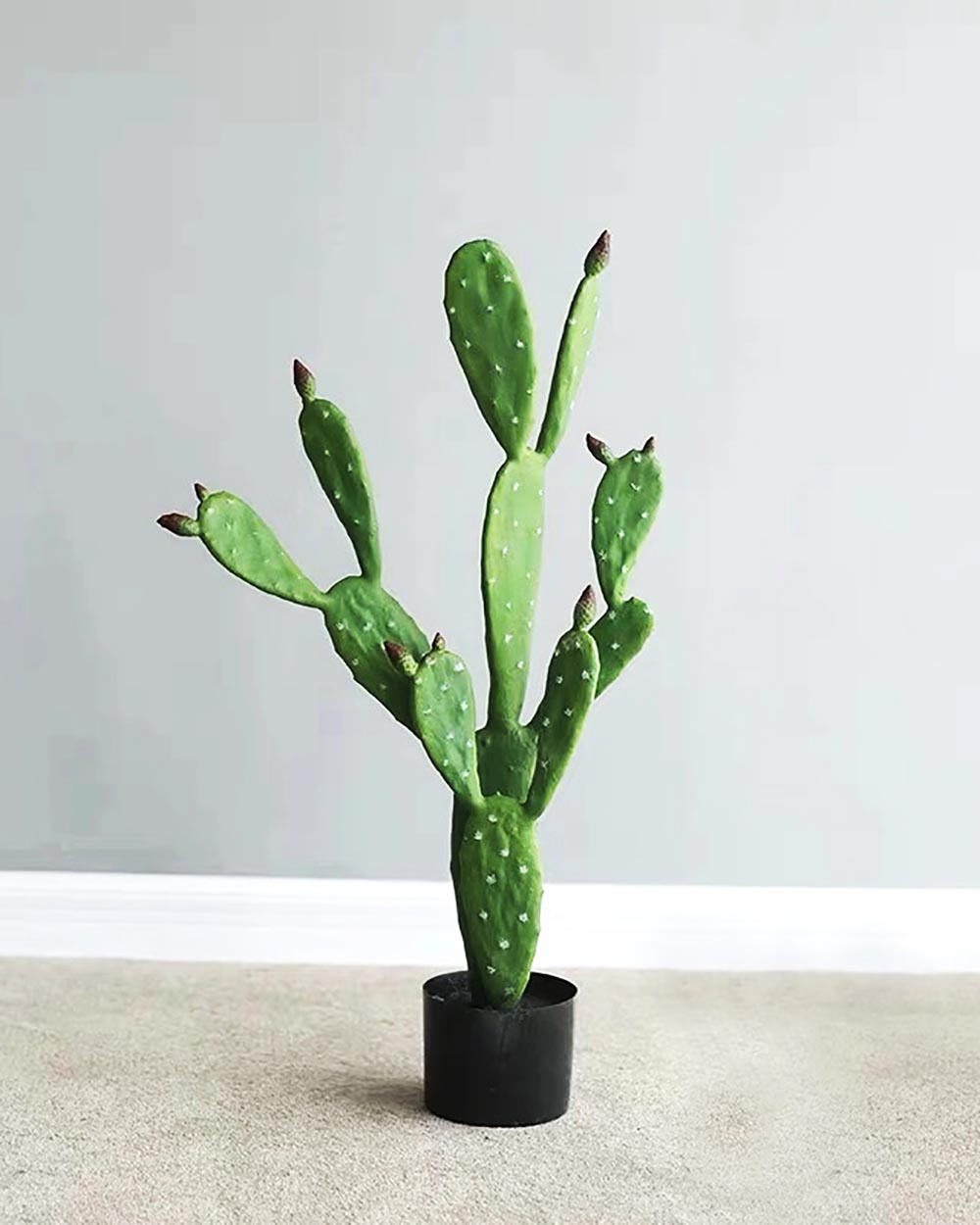 Cây Xương Rồng Tai Thỏ Giả