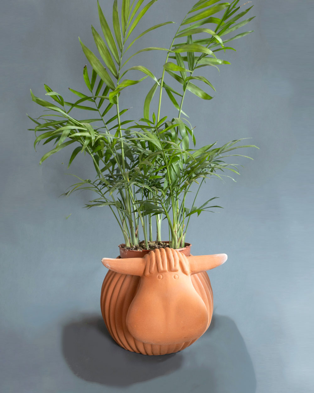 Chậu Tượng Trâu Mái Ngố