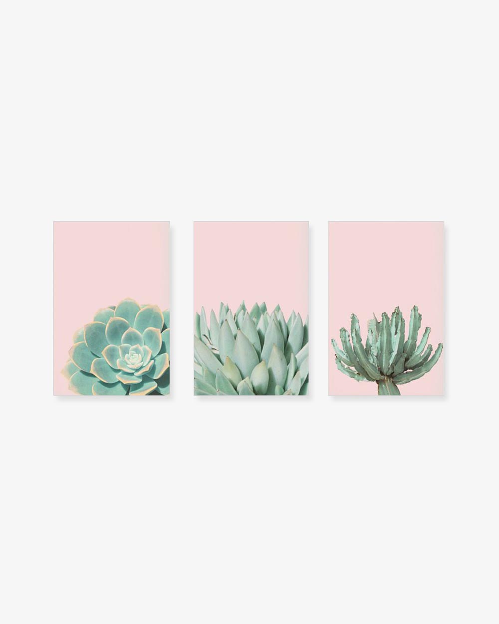 Bộ 3 Tranh Cactus Succulents Pink Pastel